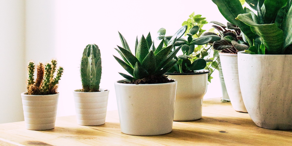 College fundraising ideas - succulent sale